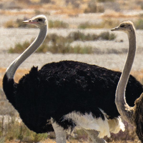 Ostrich