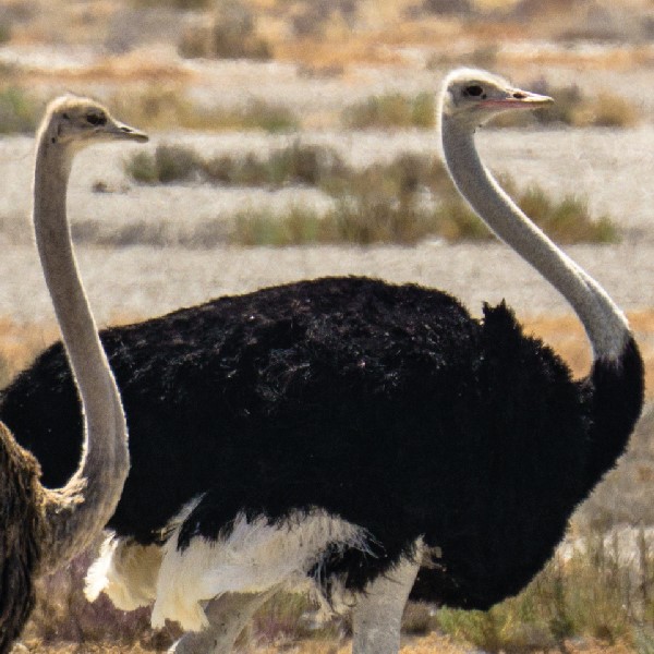 Ostrich