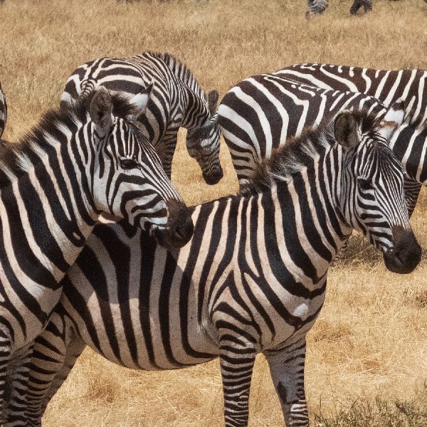 Zebras